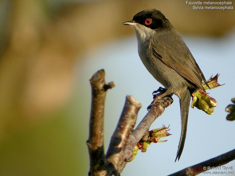 Sardinian Warbler male adult