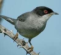 Sardinian Warbler