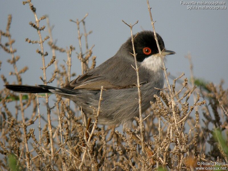 Sardinian Warbler male adult