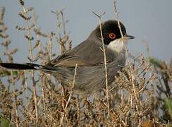 Sardinian Warbler