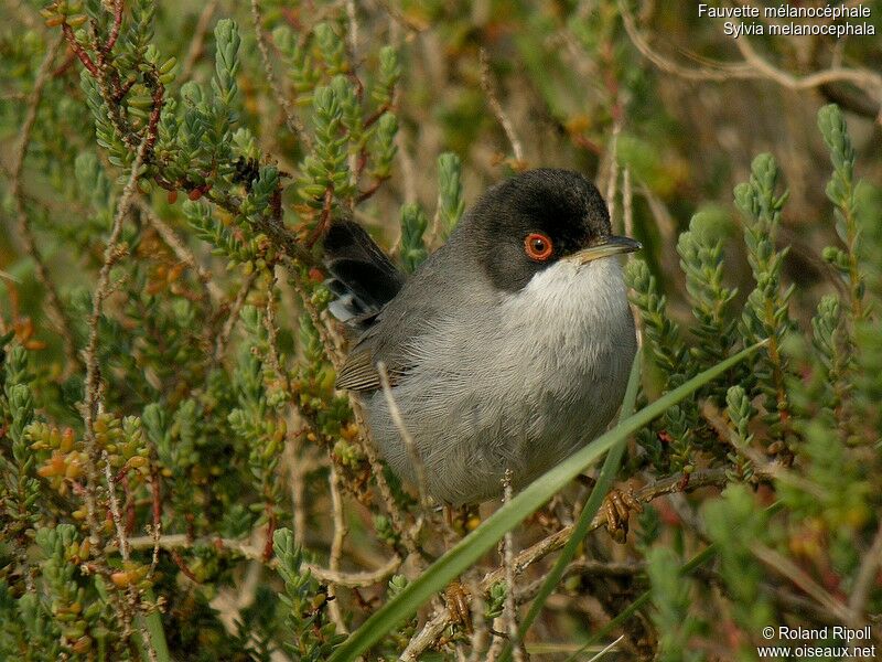 Sardinian Warbler male adult