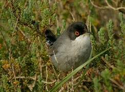 Sardinian Warbler