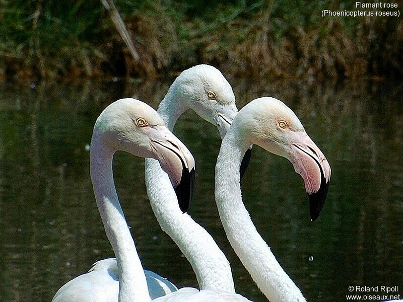 Flamant rose