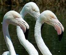 Greater Flamingo