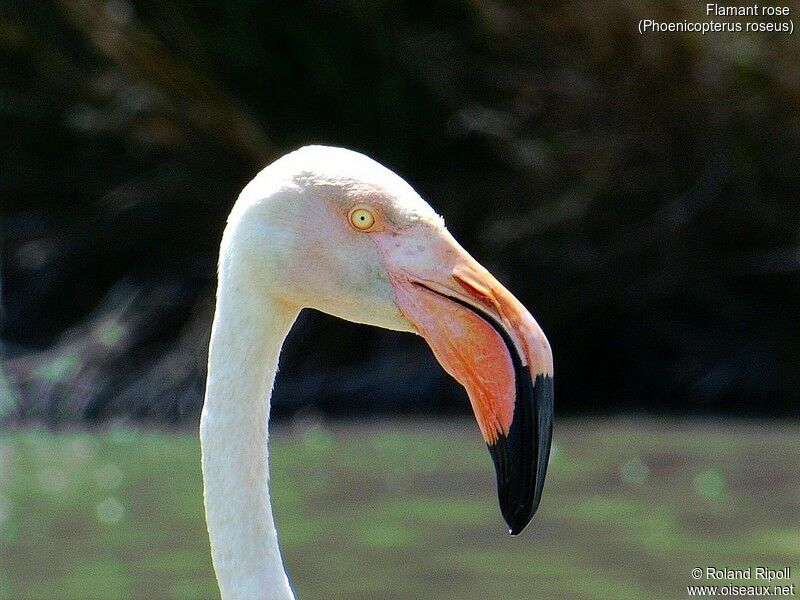 Greater Flamingo