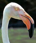 Flamant rose