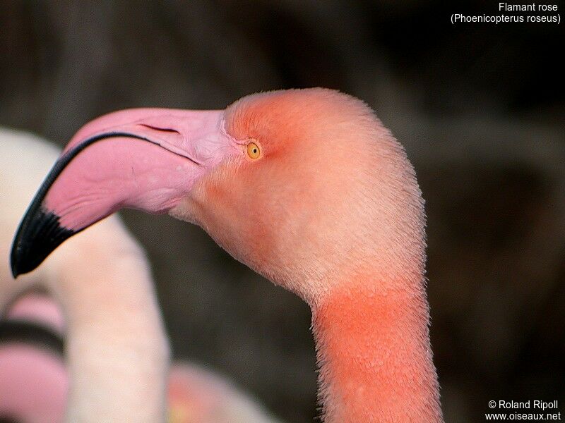 Flamant rose