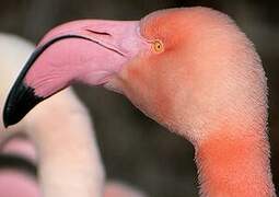 Flamant rose