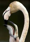 Greater Flamingo