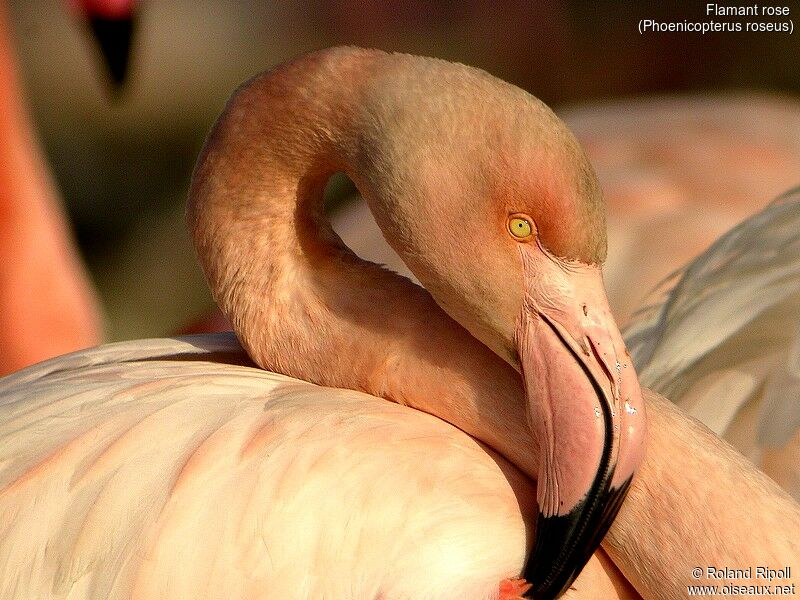 Greater Flamingo