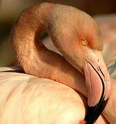 Greater Flamingo