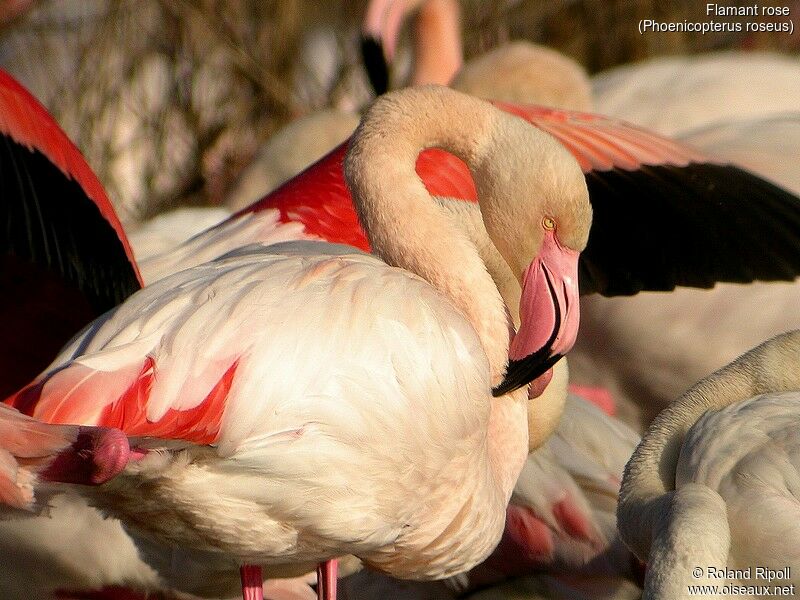 Flamant rose