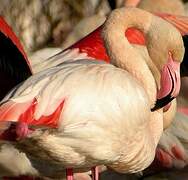 Flamant rose