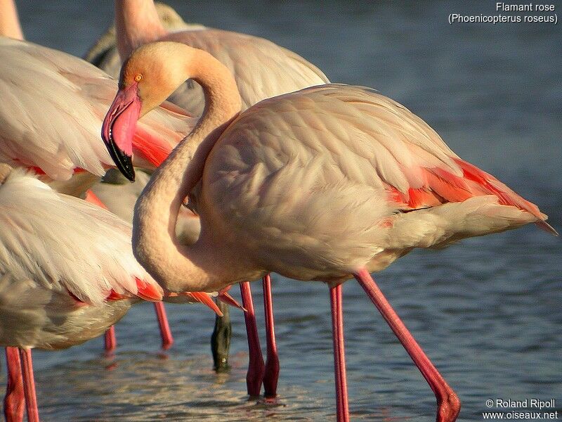 Flamant rose