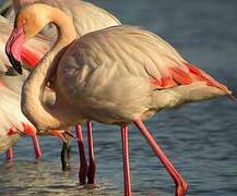 Flamant rose