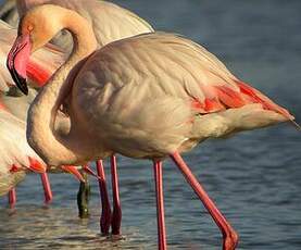 Flamant rose