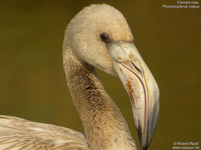 Greater Flamingojuvenile