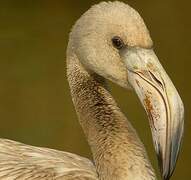 Greater Flamingo