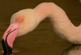 Flamant rose