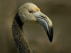 Greater Flamingo