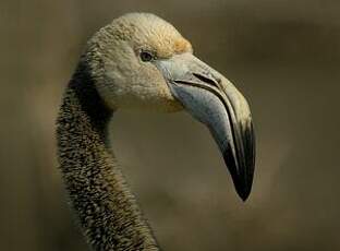 Flamant rose