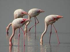 Greater Flamingo