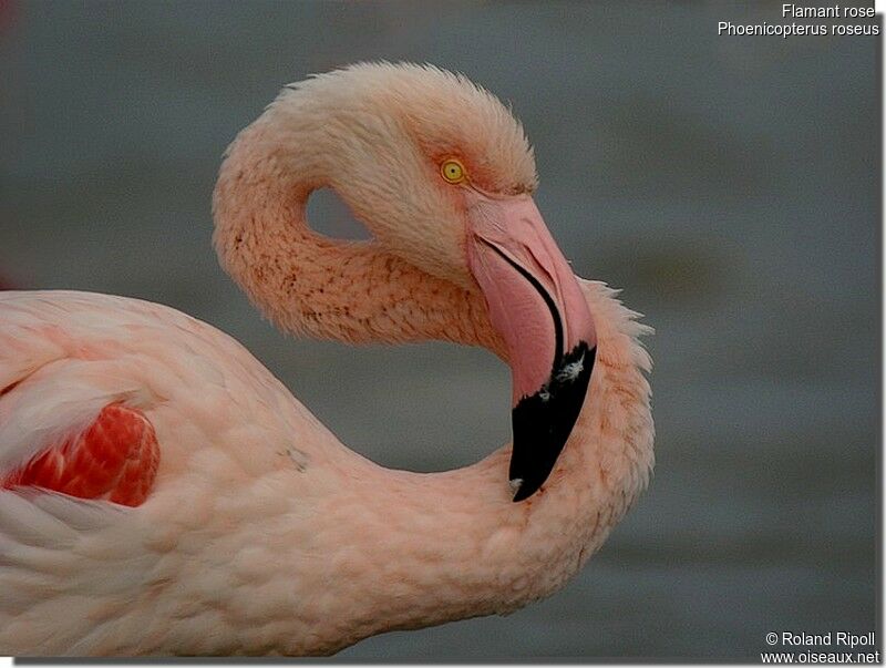 Flamant roseadulte