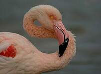 Flamant rose