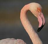 Flamant rose