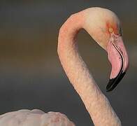 Greater Flamingo