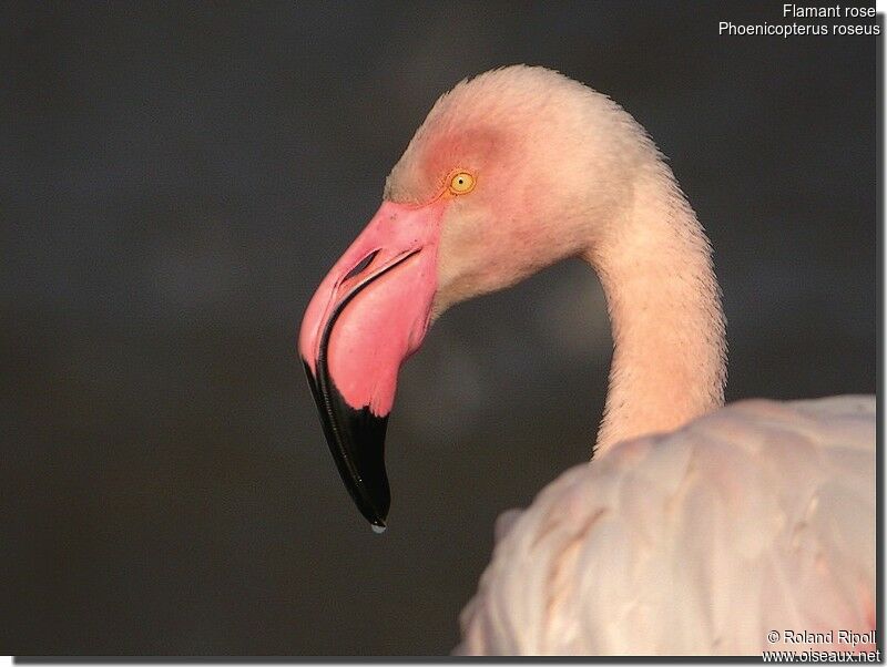 Flamant roseadulte