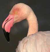 Greater Flamingo