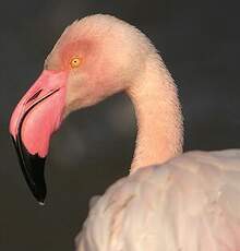 Flamant rose