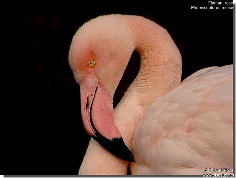 Flamant roseadulte