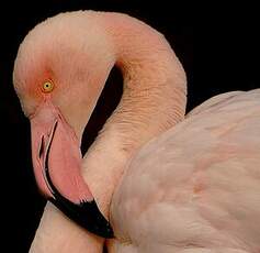 Flamant rose