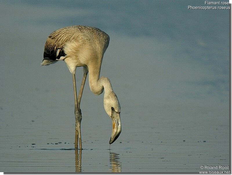 Flamant rosejuvénile