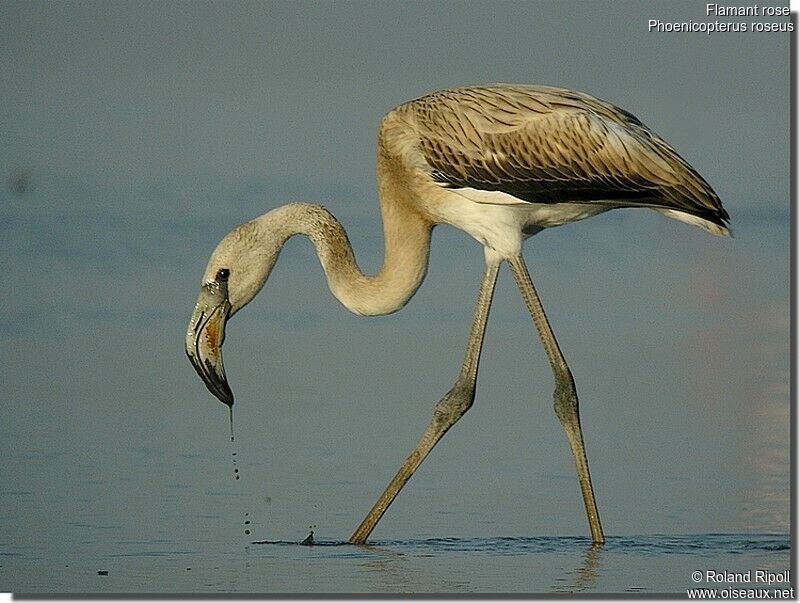 Greater Flamingojuvenile