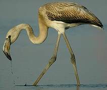 Greater Flamingo