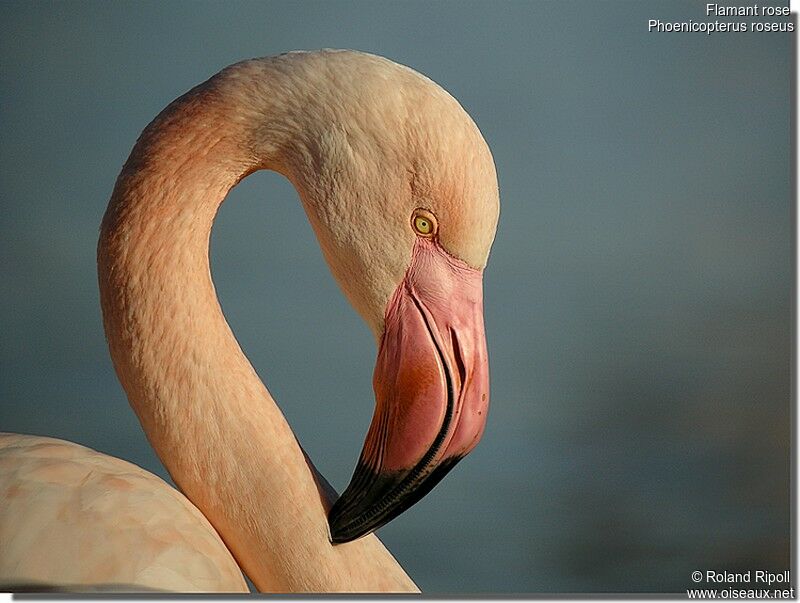 Greater Flamingoadult