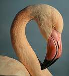 Flamant rose