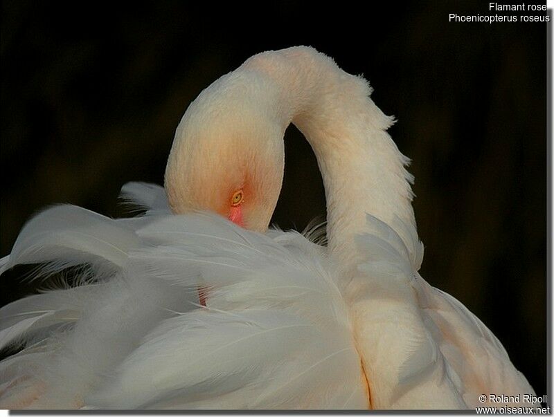 Flamant roseadulte