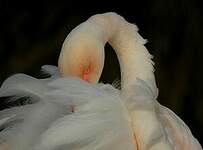 Flamant rose