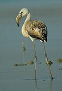 Greater Flamingo