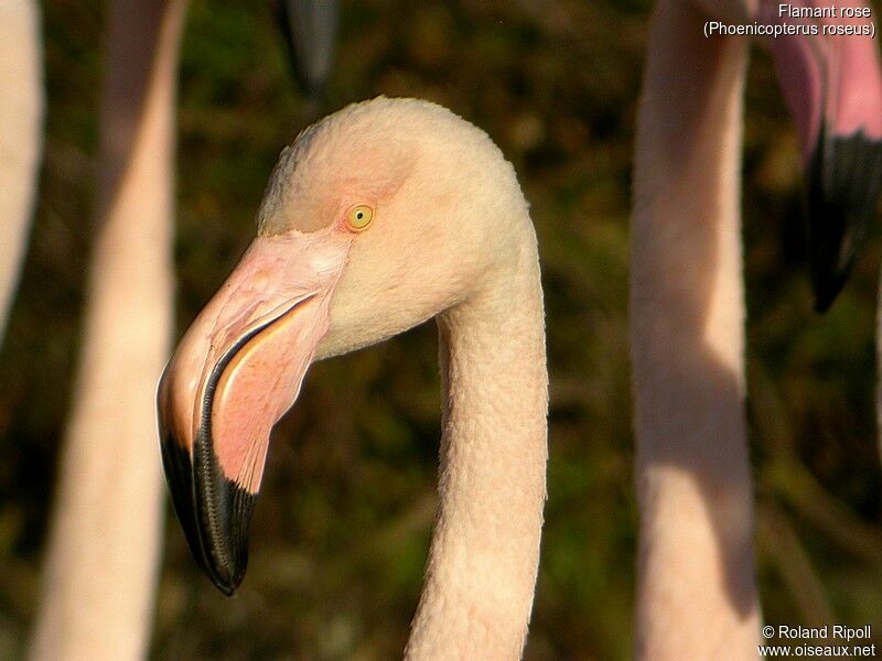 Flamant rose