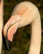 Greater Flamingo