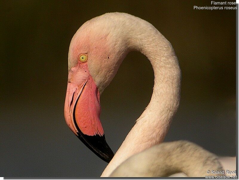 Greater Flamingoadult