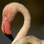 Flamant rose