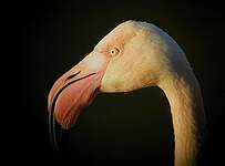 Flamant rose