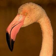 Flamant rose