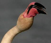 Greater Flamingo